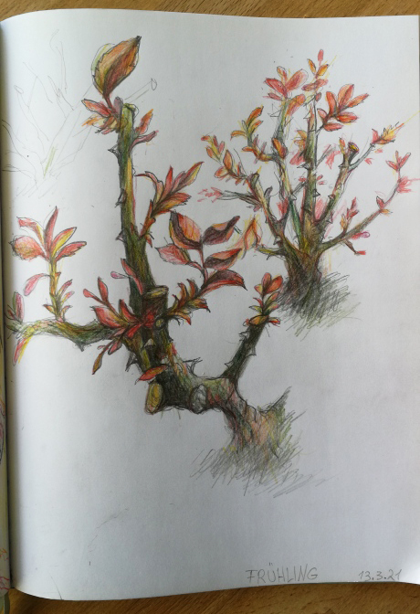 IMG_20210313_170000_resized_20210313_050622613_Betina