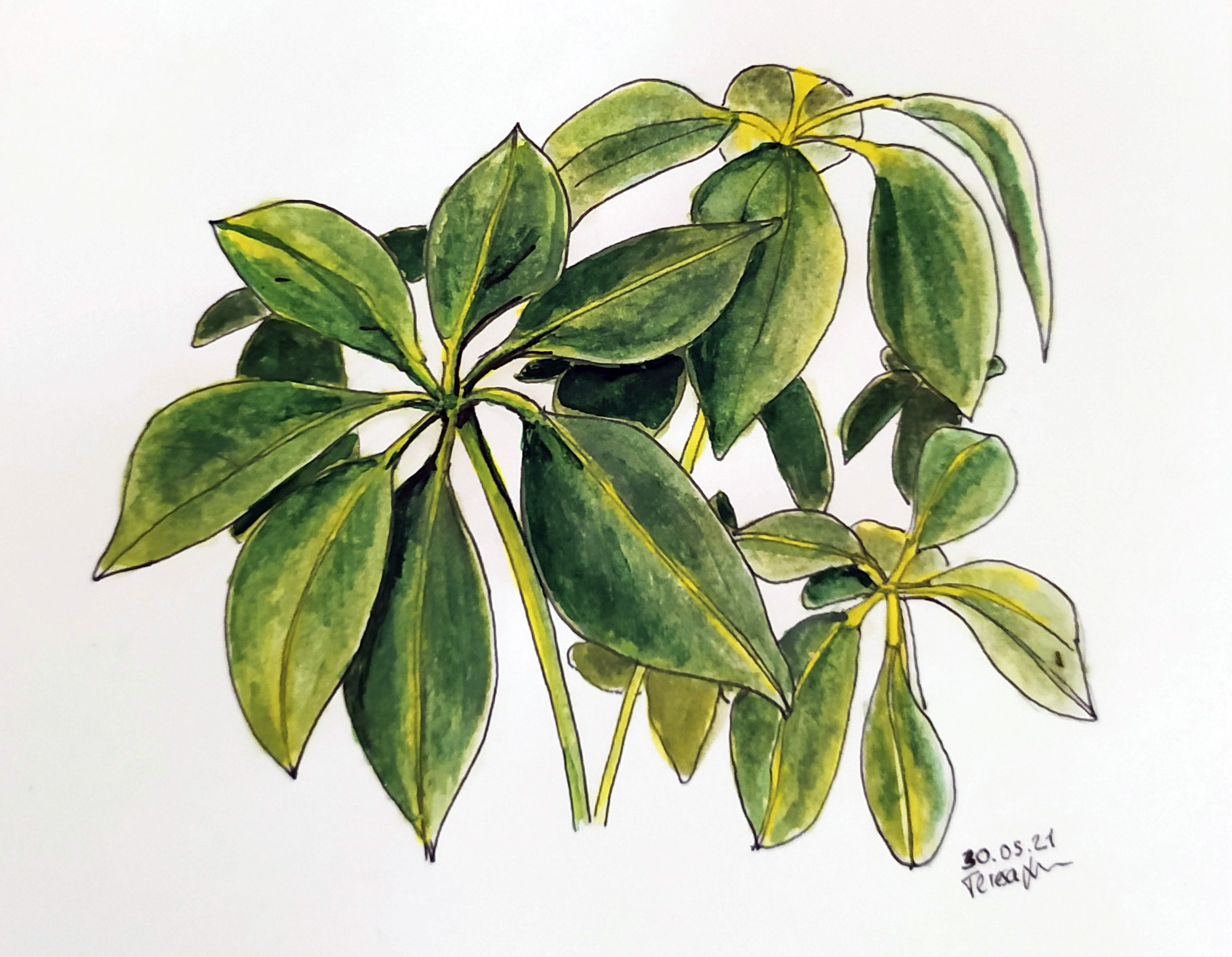 IMG_20210605_152923_Teresa