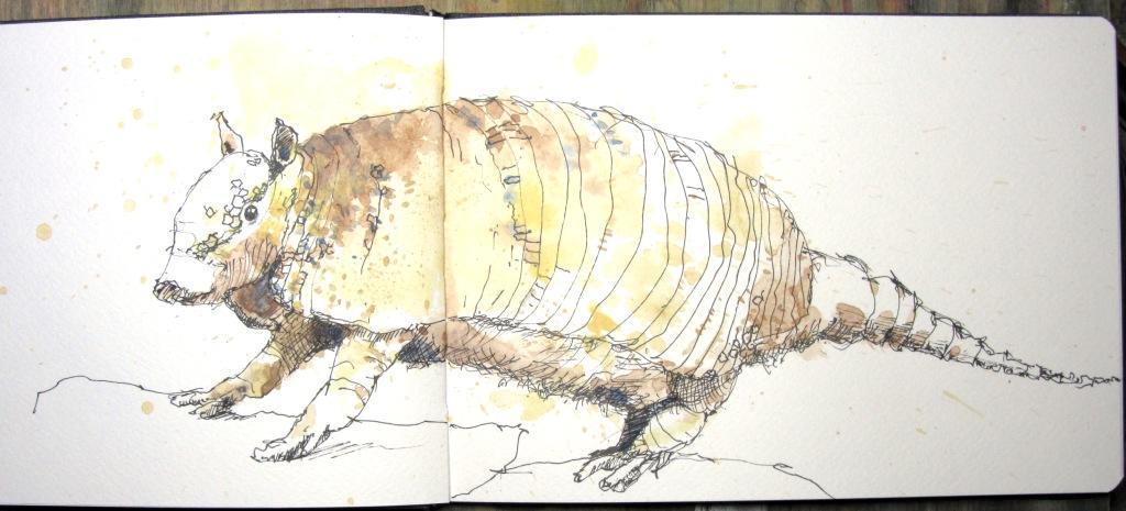 Gürteltier A k_Holger