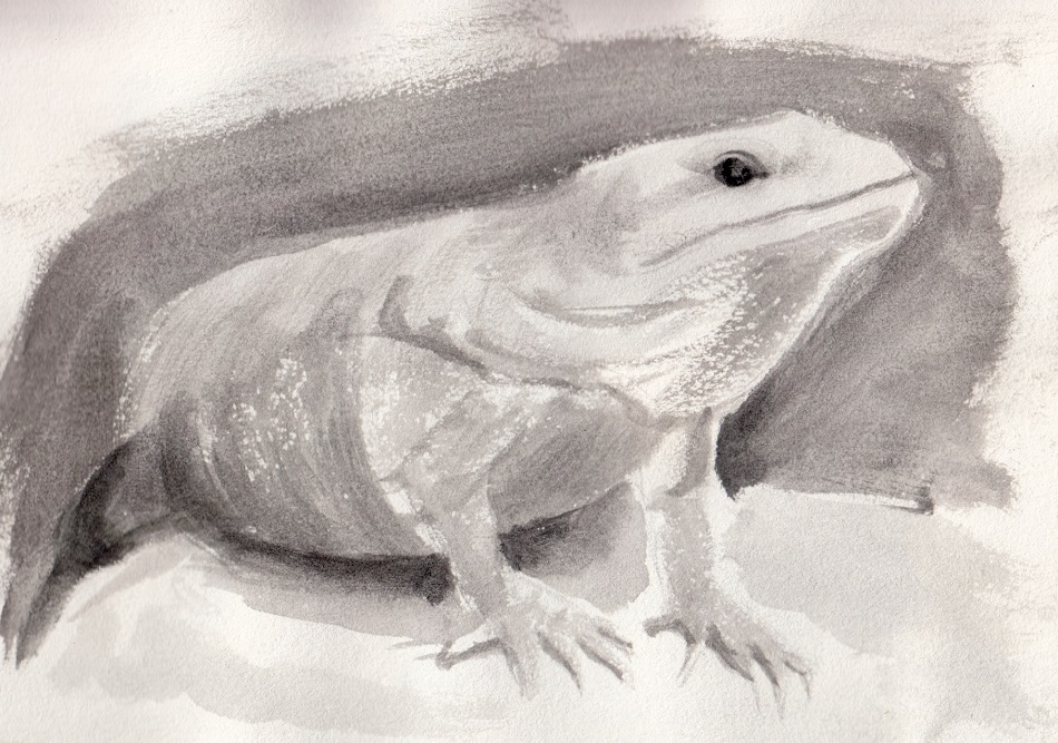 2022-01-29_lizard_sketch-Ana