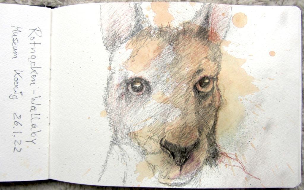 Rotnacken-Wallaby k_Holger