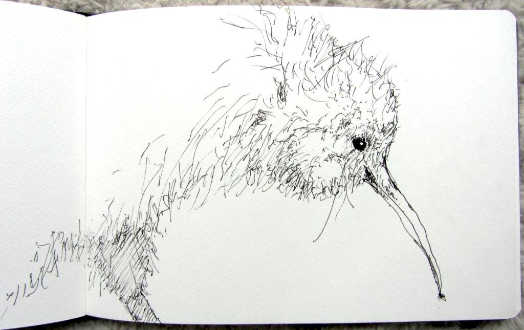 Streifenkiwi k_Holger