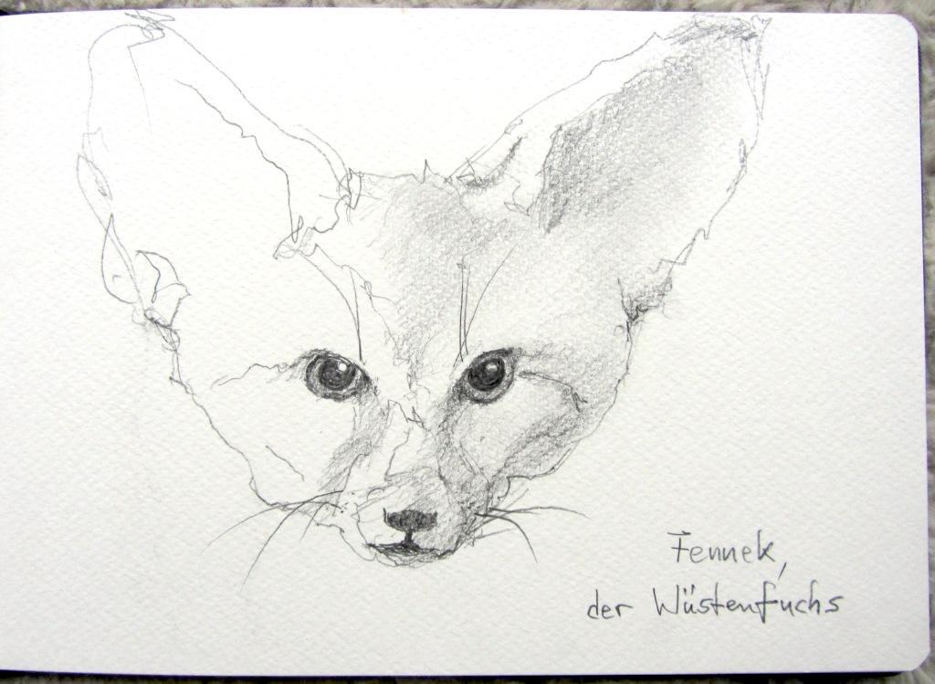 Wüstenfuchs k_Holger