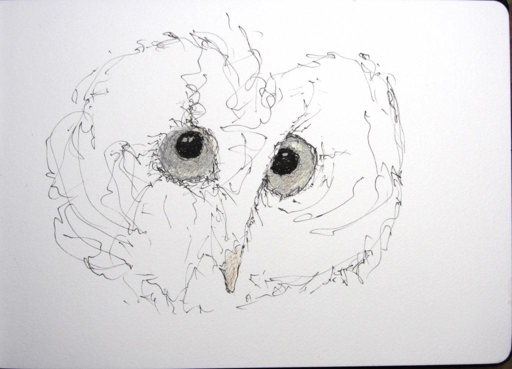 Waldkauzaugen k_Holger