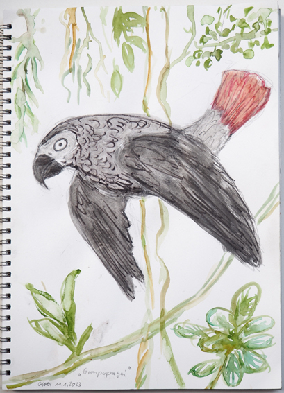 web_gitta_graupapagei