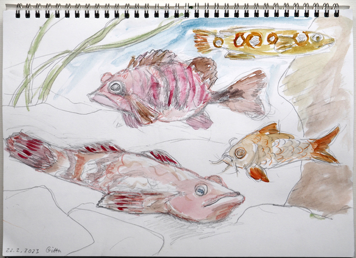 web_gitta_asiatische_marmorgrundel_und_mitbewohner