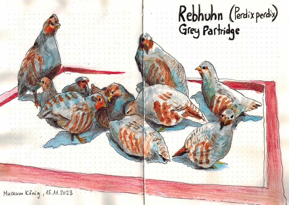 Stuart - Rebhühne im Schnee