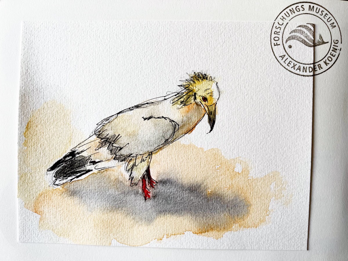 Jenny - Schmutzgeier