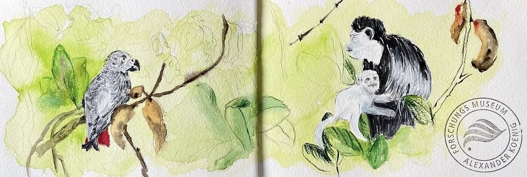 Jenny - Regenwald - Graupapagei und Mantelaffe