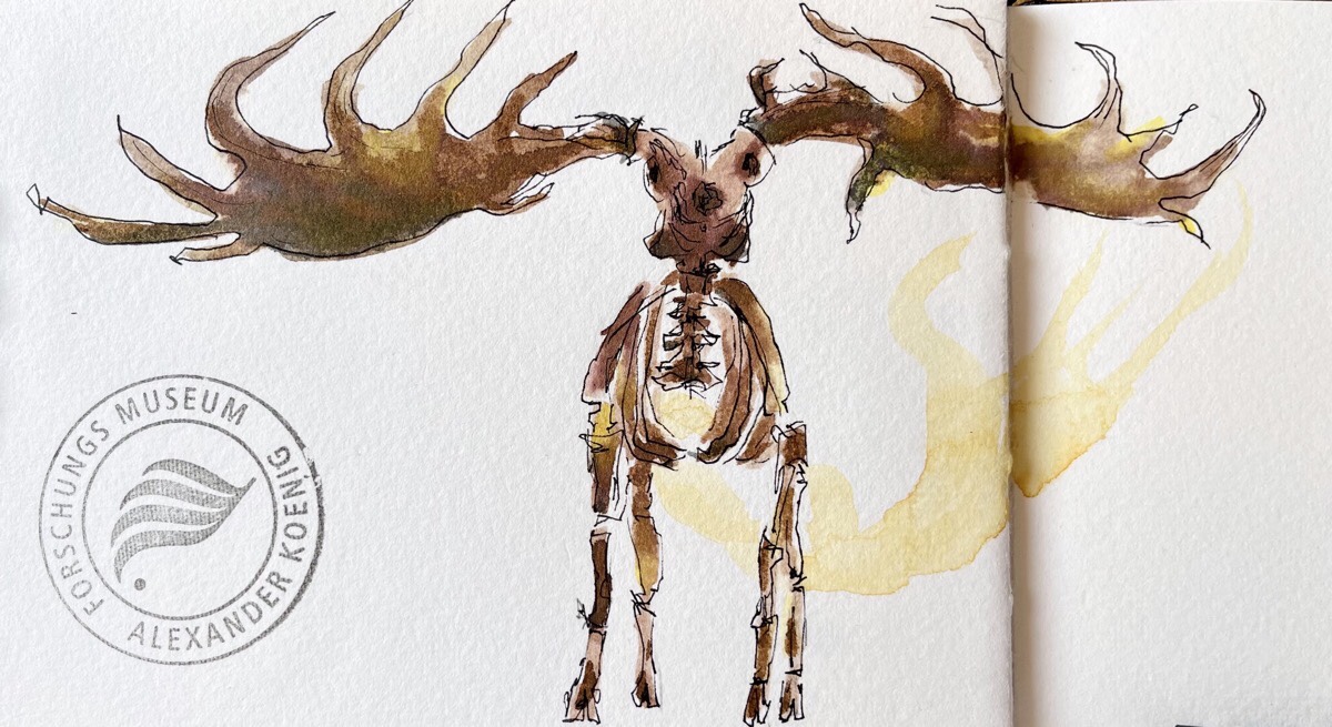 Jenny - Riesenhirsch