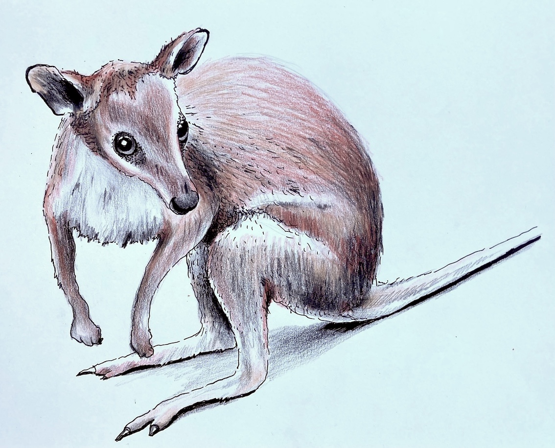 Neuguina-Filander_Ruth