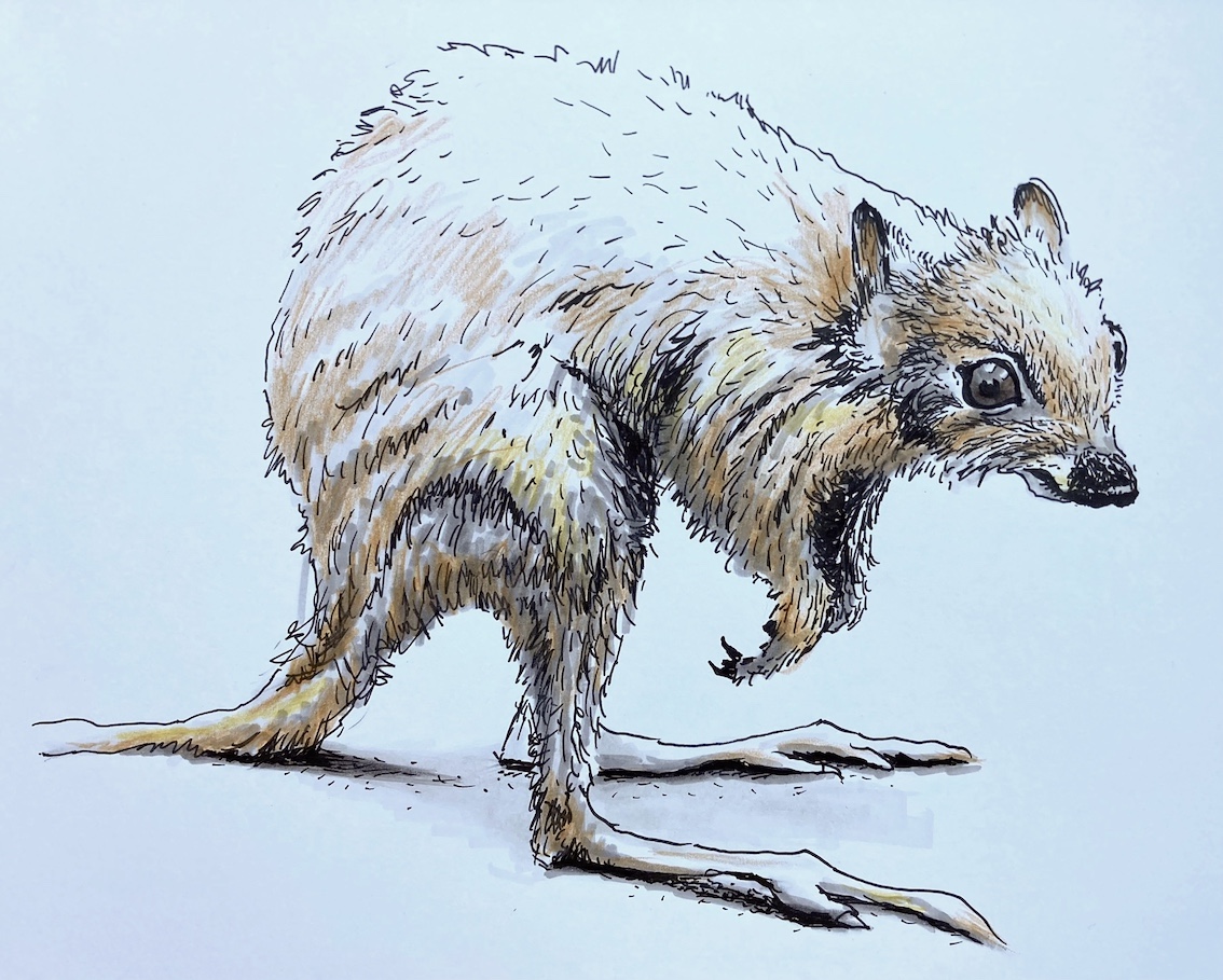 Rattenkänguru_Ruth