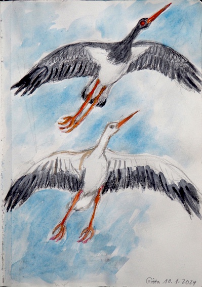 web_gitta_schwarzstorch_weißstorch