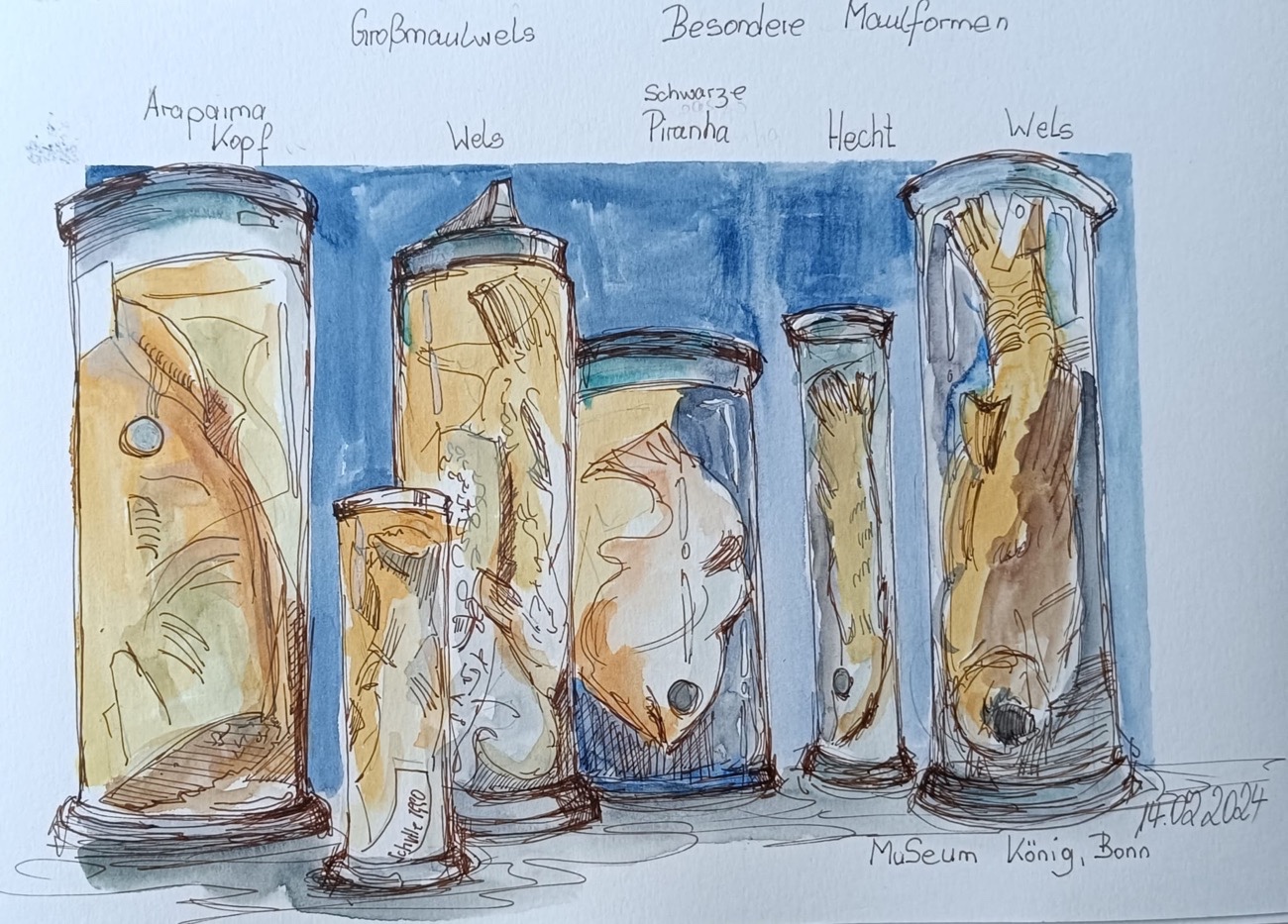 Martina - eingelegte Fische