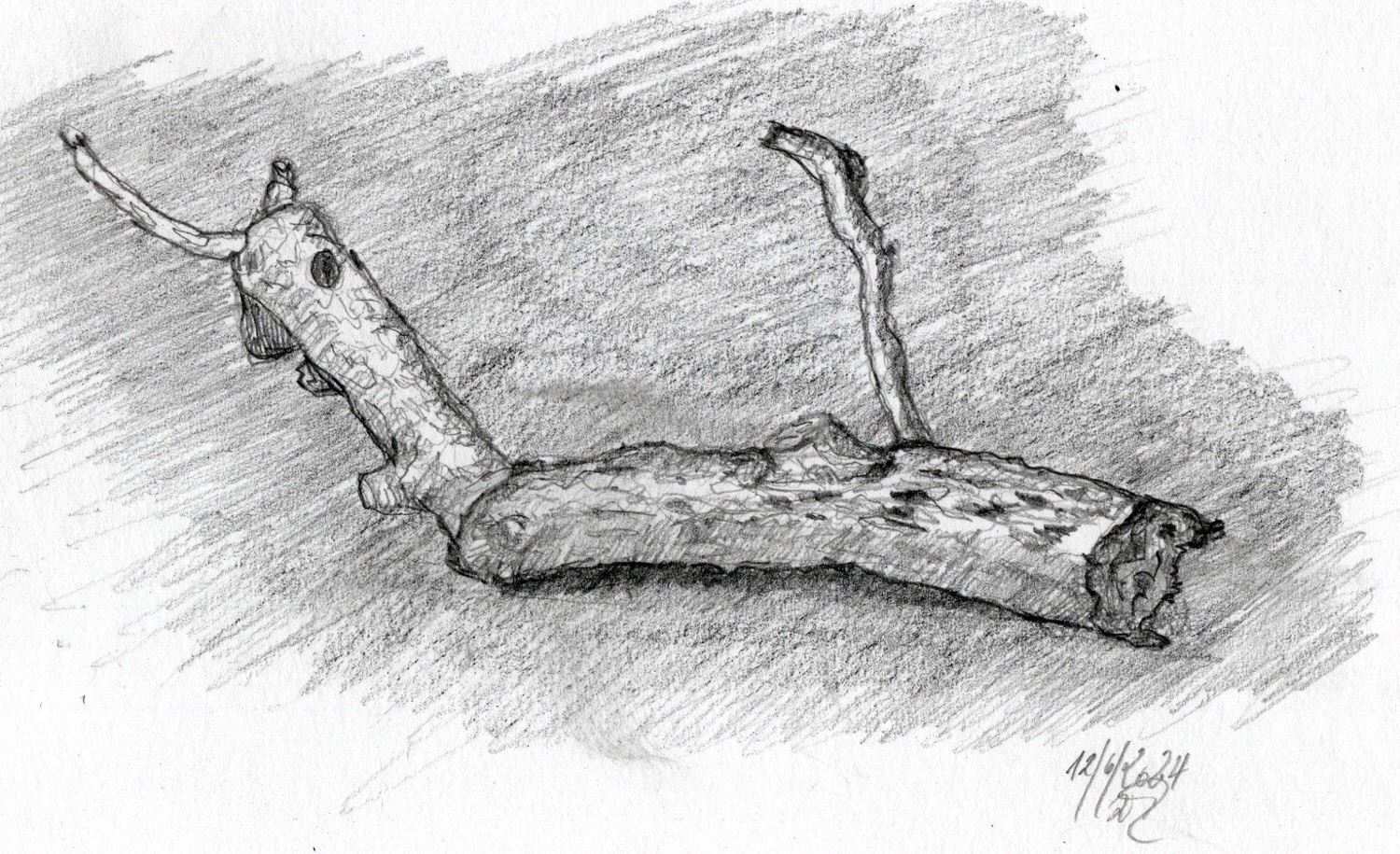 Wolfgang - Baumstudie … Hochwasser-Strandgut am Rheinufer